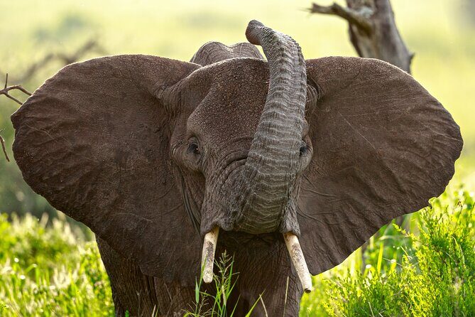 3 Days Luxury Lodge Safari in Tanzania - Who Is This Safari Best For?