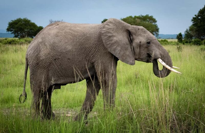 3 DAYS LUXURY SAFARI TO SELOUS/NYERERE PARK FROM ZANZIBAR - An In-Depth Look at the Safari Itinerary