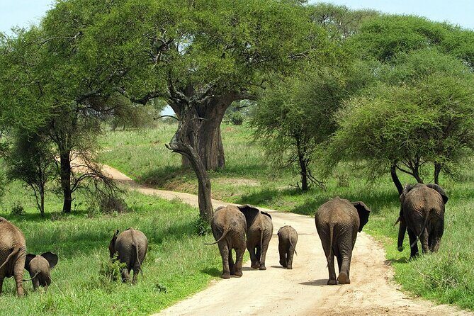3 days Luxury Safari Tour in Tanzania - Transport and Group Dynamics