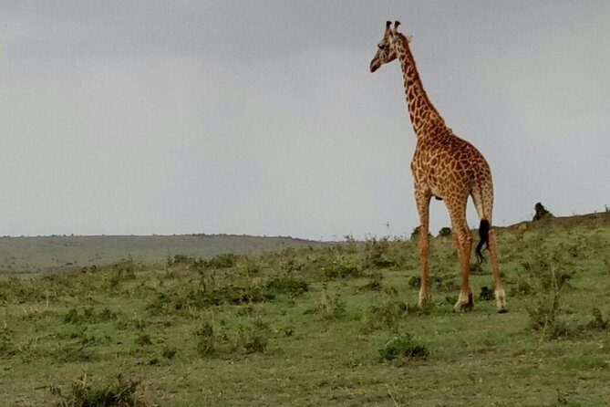 3 Days Maasai Mara Budget Group Safari - What’s Included and What’s Not