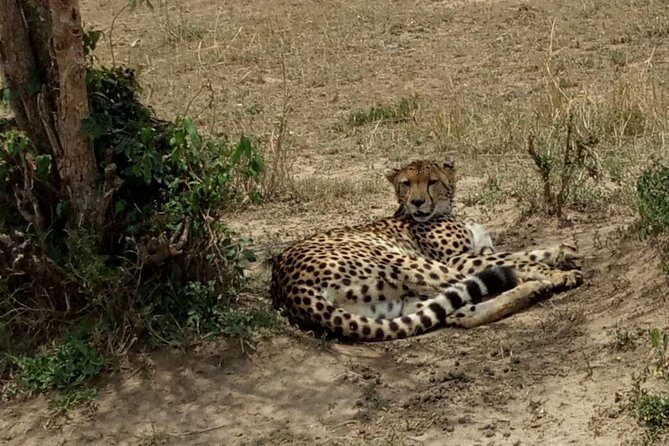 3 Days Maasai Mara Budget Group Safari - What Do Travelers Say?