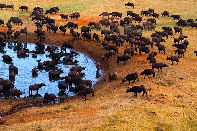 3-Days Maasai Mara Camping Safari on 4x4 Land Cruiser Jeep - Full Day of Wildlife and Culture: Day 2
