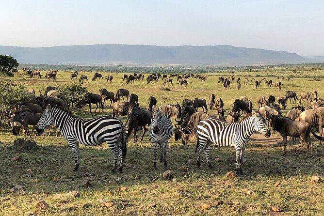 3-Days Maasai Mara Camping Safari on 4x4 Land Cruiser Jeep - In The Sum Up