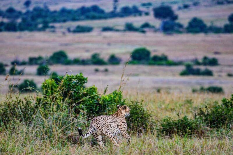 3 Days Maasai Mara Group Safari using a 4x4 Landcruiser - Who Should Consider This Safari?