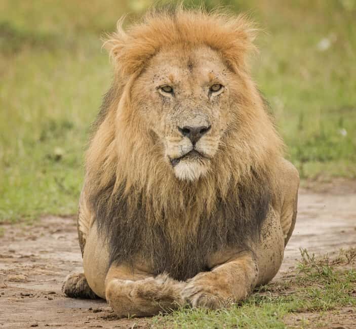 3 Days Maasai Mara Group Safari using a 4x4 Landcruiser - Final Thoughts