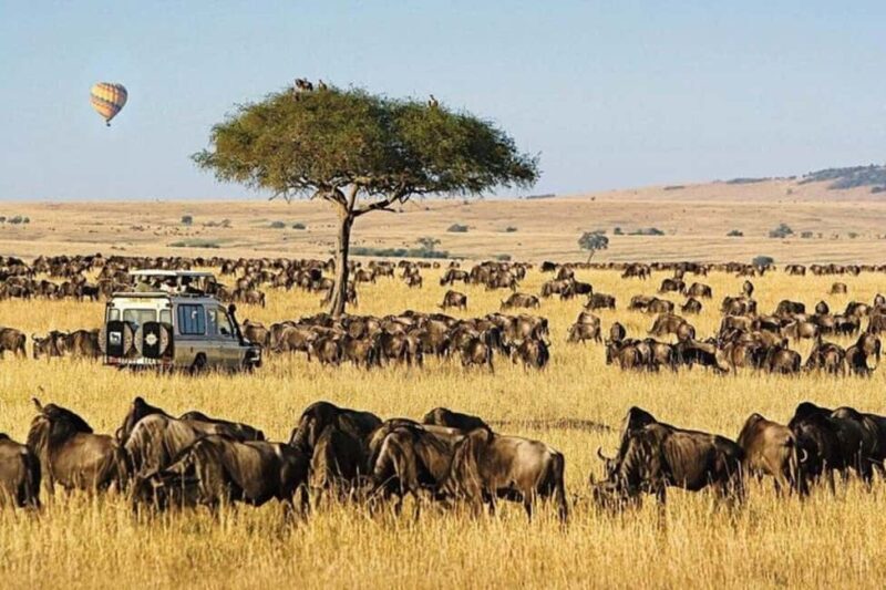3 Days Maasai Mara Guided Safari from Nairobi - Key Points