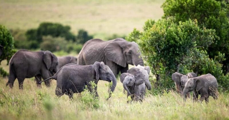 3 Days Maasai Mara Guided Safari from Nairobi - The Sum Up