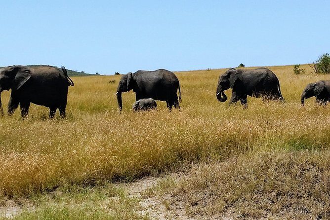 3 Days Maasai Mara Luxury Camping - A Closer Look at the Itinerary