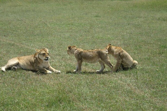 3 Days Maasai Mara Luxury Camping - How the Tour Balances Price and Value