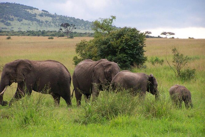3 Days Maasai Mara Luxury Camping - Final Thoughts