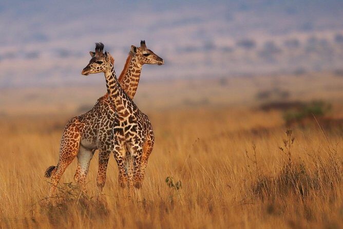 3 days Maasai Mara Luxury Safari - Who Should Consider This Tour?