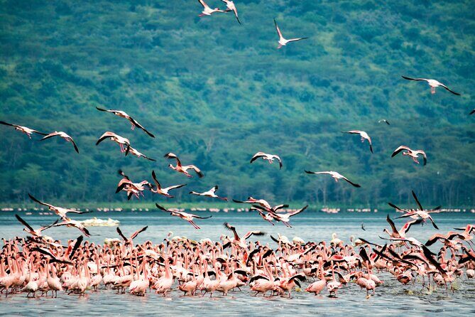 3 days maasai mara migration safari - An In-Depth Look at the Maasai Mara Migration Safari