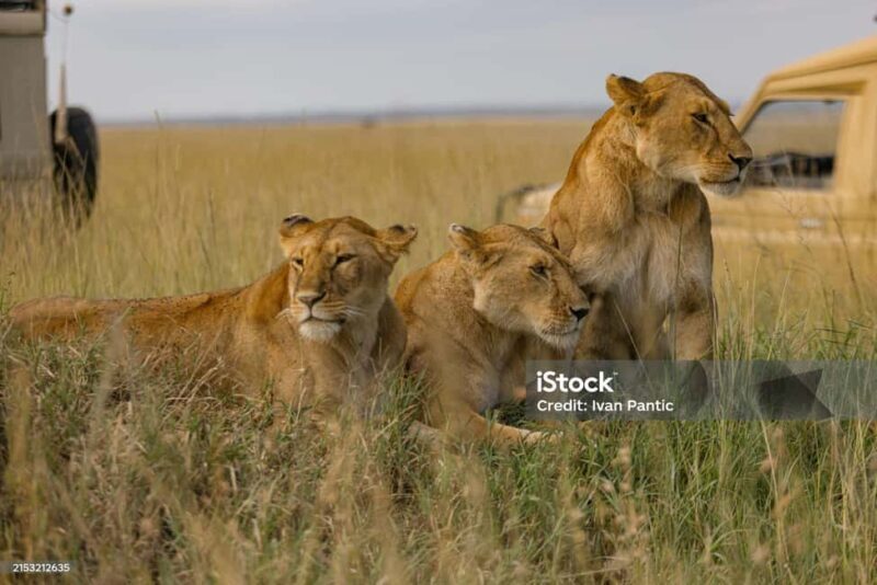 3 DAYS MAASAI MARA PRIVATE BUDGET SAFARI EXPERIENCE - Key Points