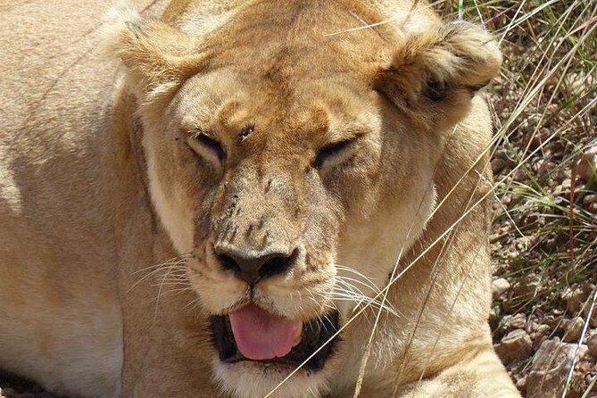 3 days Maasai Mara private Lodge safari at Keekorok from Nairobi - An In-Depth Look at the Maasai Mara Safari Experience