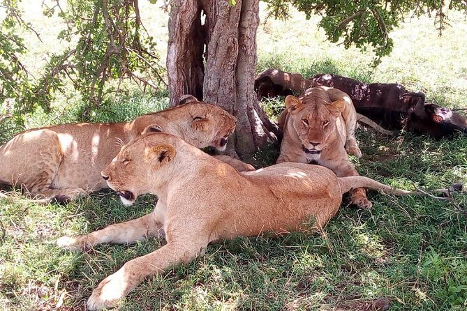 3 days Maasai Mara safari from Nairobi - Introducing the 3-Day Maasai Mara Safari from Nairobi