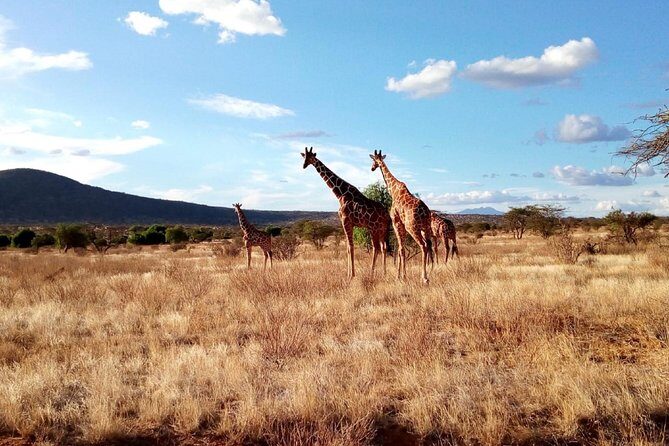 3 days Maasai Mara safari from Nairobi - Practical Details and What They Mean for You