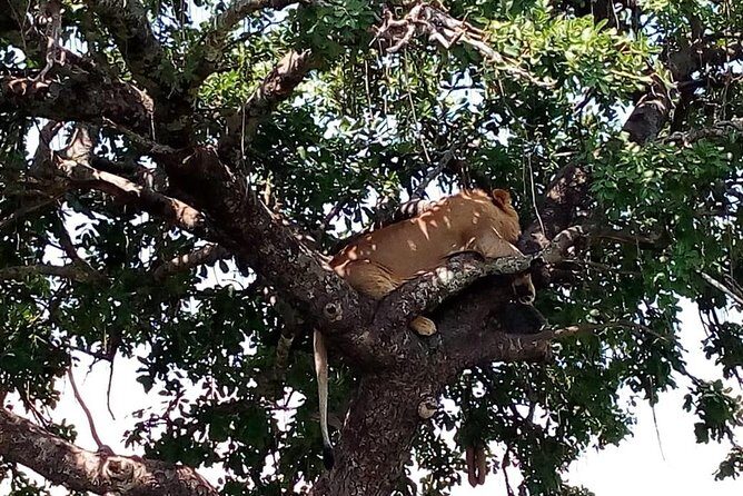 3 days Maasai Mara safari from Nairobi - Final Thoughts: Is This Tour Right for You?