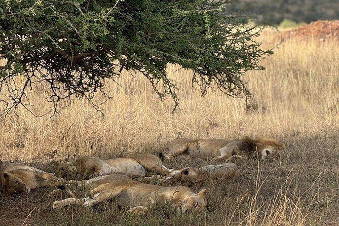 3 Days Maasai Mara Safari With Special Rates - Who Is This Tour Best For?