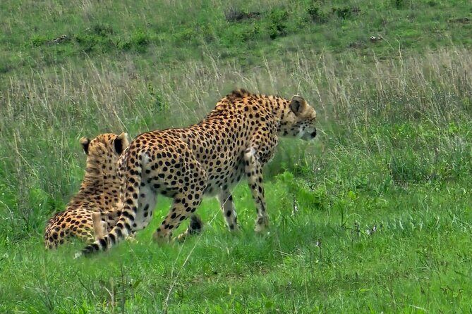 3 Days Maasai Mara Safari With Special Rates - Final Thoughts
