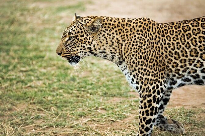 3 Days Maasai Mara Small Group Safari in a 4 x4 Land Cruiser Jeep - FAQs