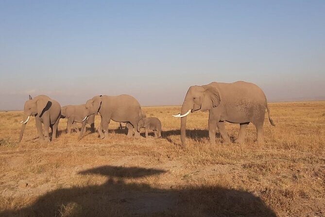 3-Days Maasai Mara unforgettable Adventure- Jeep Private Safari - Authentic Experiences: What Travelers Say