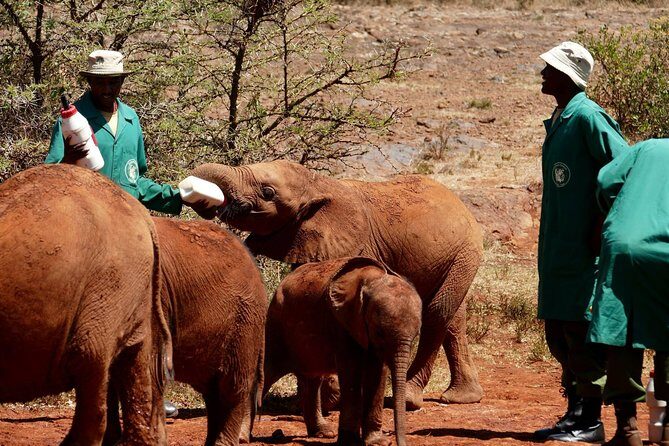 3 days Maasai Mara wildebeest migration safari - Exploring the Itinerary in Detail