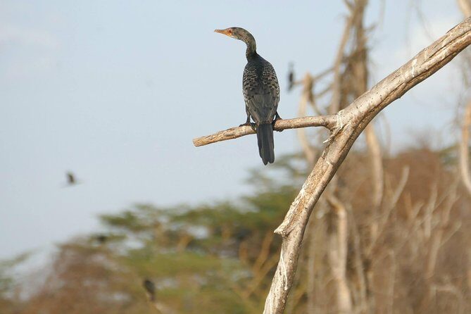 3 days Maasai Mara wildebeest migration safari - A Closer Look at the Value
