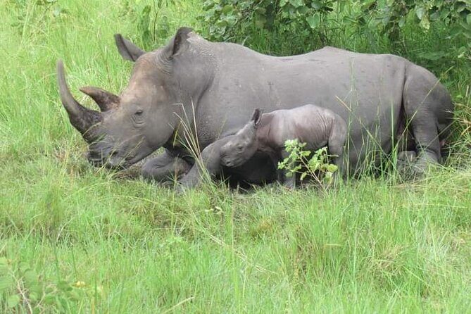 3 Days magical Murchison falls safari - What Makes This Safari Stand Out?