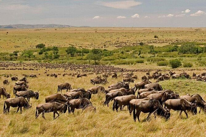 3 Days Mara Jambo Shared Safari Adventure - Who Will Love This Tour?