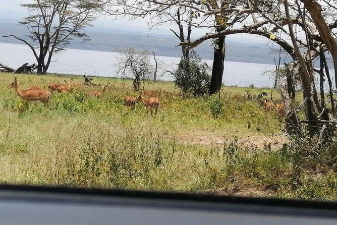 3 Days Masaai Mara budget safari - Transportation and Comfort