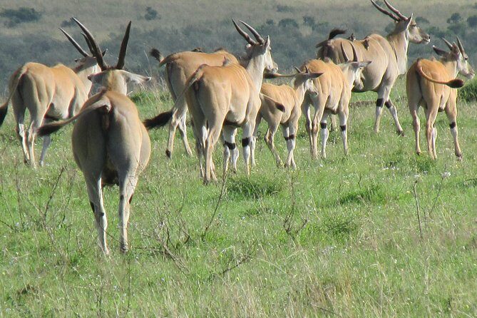 3 days Masai Mara - Authentic Encounters and Guide Expertise