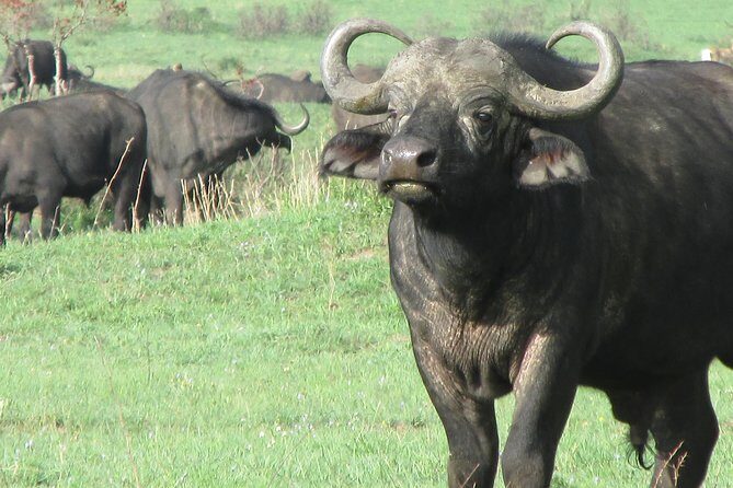 3 days Masai Mara - The Sum Up: Who Should Consider This Safari?