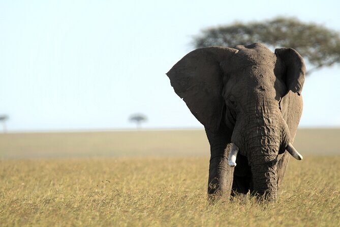 3-Days Masai Mara 4 x 4 Safari from Nairobi - Final Thoughts: Is This Safari Right for You?