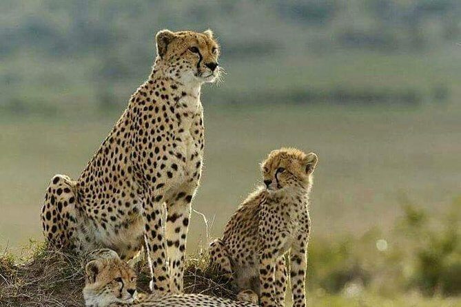 3 Days Masai Mara Budget Camping Safari Experience - An In-Depth Look at the 3-Day Masai Mara Safari