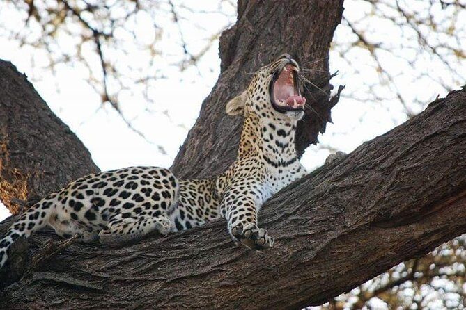3 Days Masai Mara Budget Camping Safari Experience - FAQ