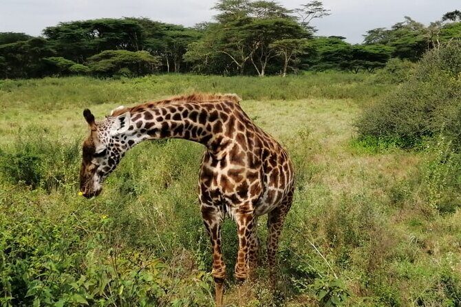 3 Days Masai Mara Budget Cruiser Shared Safari & Maasai Village - A Practical Guide to the 3-Day Maasai Mara Experience
