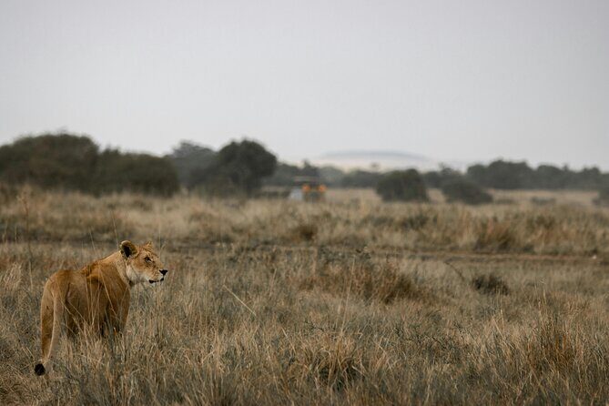 3 Days Masai Mara Budget Cruiser Shared Safari & Maasai Village - The Sum Up