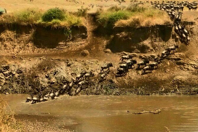 3 Days Masai Mara Budget safari Meals and accommodation included - The Sum Up