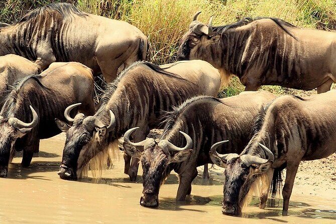 3 Days Masai Mara Camping Safari - Introduction to the Safari Experience