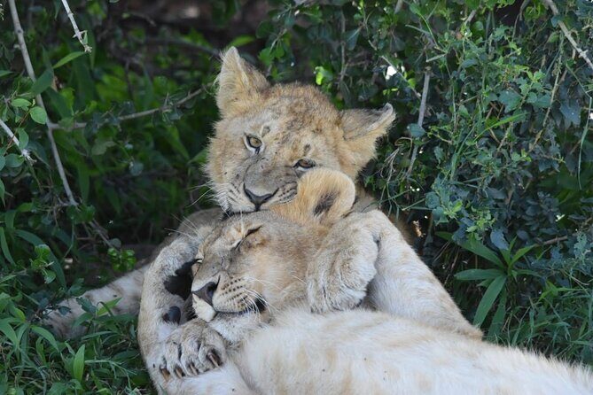 3 Days Masai Mara Camping Safari - What To Expect from the Campsite and Game Drives
