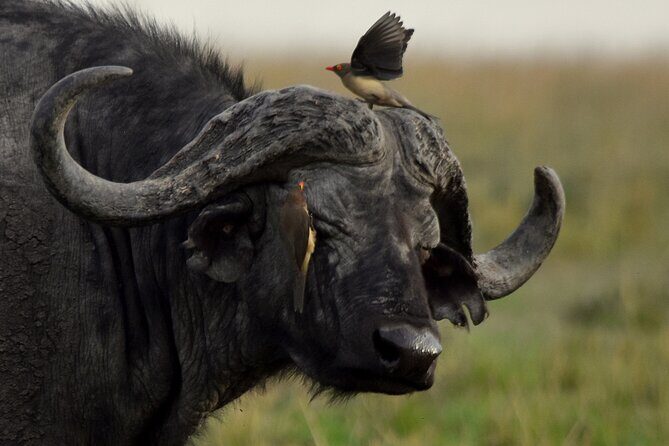 3 Days Masai Mara Camping Safari - The Genuine Value of This Safari