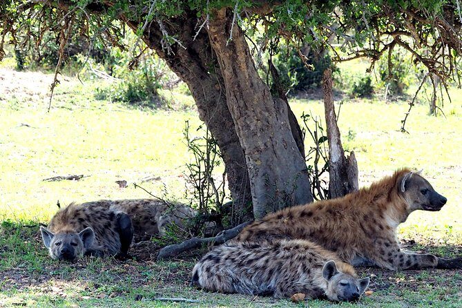 3 Days Masai Mara Camping Safari - Who Should Consider This Safari