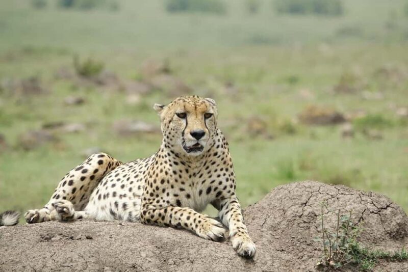 3 Days Masai Mara Daily Group Safari (Park fees excluded) - Who Would Benefit Most?