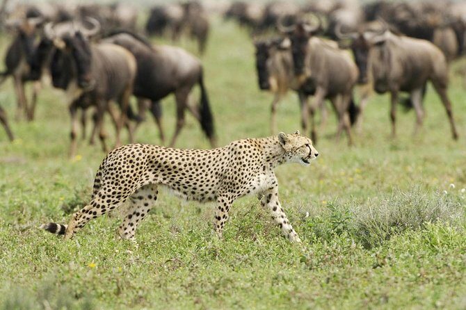 3 Days Masai Mara Encounters-Lodge Safari with Private 4X4 JEEP - FAQ