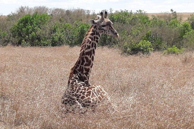 3 Days Masai Mara Experience - The Itinerary: What to Expect Each Day
