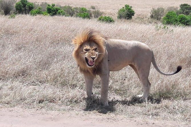 3 Days Masai Mara Experience - Practical Tips for Your Trip