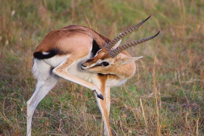 3 Days Masai Mara Flight Safari - An In-Depth Look at the 3-Day Masai Mara Flight Safari