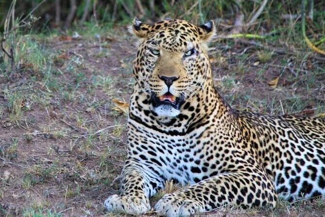 3 Days Masai Mara Flight Safari - Accommodations and Meals