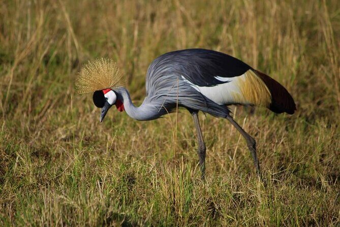 3 Days Masai Mara Flight Safari - Authentic Encounters and Cultural Touches