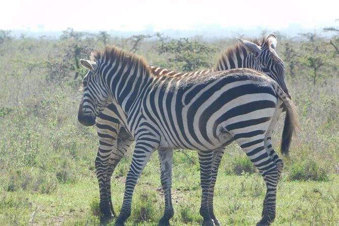 3 Days Masai Mara Flying Safari - Nairobi - What Makes This Tour Stand Out